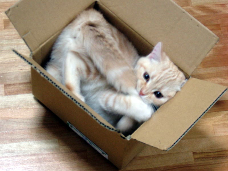 Physicists scoop information from Schrodinger's cat box [Quantum ...