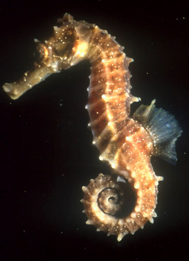 http://grza.net/GIS/Black%20Sea%202%20-%20Seahorse.jpg